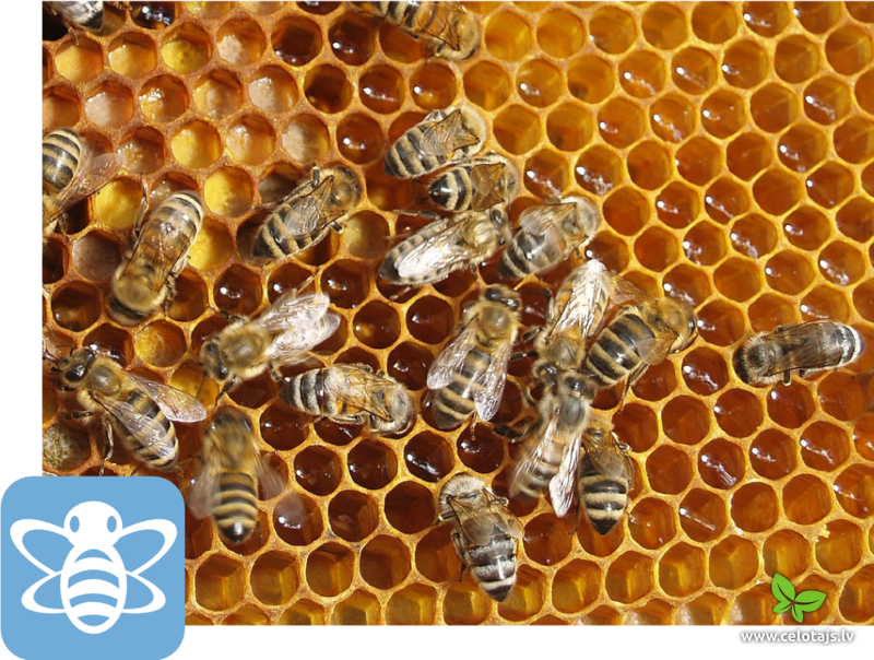 Nāc un nobalso par labāko RLB jumta bišu saimi un garšīgāko medu. RLB Jubilejas gada notikums “Bites Rīgas vēsturiskajā centrā”