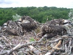 Sliteres NP