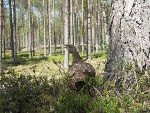 Sliteres NP