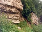 Jumpravas atsegums