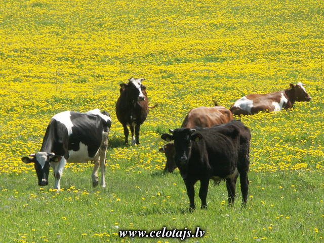 spring_cows.jpg