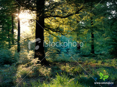 stock-photo-18908116-sunbeams-through-oak-trees-in-forest(15).jpg